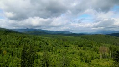 Dağlar ormanı Ukrayna Karpatları 'nın uçuşu kozalaklı ağaçlar manzara manzarası.