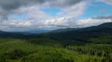 Dağlar ormanı Ukrayna Karpatları 'nın uçuşu kozalaklı ağaçlar manzara manzarası.
