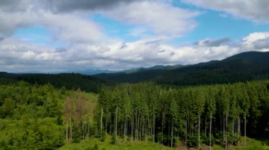 Dağlar ormanı Ukrayna Karpatları 'nın uçuşu kozalaklı ağaçlar manzara manzarası.