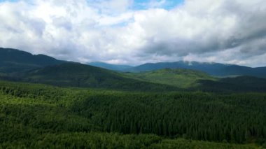 Dağlar ormanı Ukrayna Karpatları 'nın uçuşu kozalaklı ağaçlar manzara manzarası.
