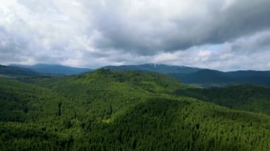 Dağlar ormanı Ukrayna Karpatları 'nın uçuşu kozalaklı ağaçlar manzara manzarası.