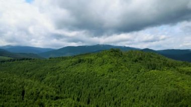 Dağlar ormanı Ukrayna Karpatları 'nın uçuşu kozalaklı ağaçlar manzara manzarası.
