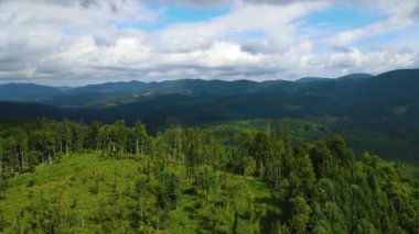 Dağlar ormanı Ukrayna Karpatları 'nın uçuşu kozalaklı ağaçlar manzara manzarası.