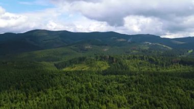 Dağlar ormanı Ukrayna Karpatları 'nın uçuşu kozalaklı ağaçlar manzara manzarası.