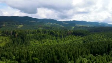Dağlar ormanı Ukrayna Karpatları 'nın uçuşu kozalaklı ağaçlar manzara manzarası.