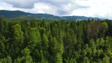 Dağlar ormanı Ukrayna Karpatları 'nın uçuşu kozalaklı ağaçlar manzara manzarası.