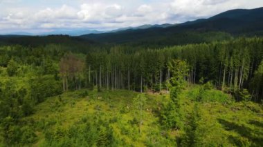 Dağlar ormanı Ukrayna Karpatları 'nın uçuşu kozalaklı ağaçlar manzara manzarası.