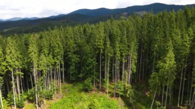 Dağlar ormanı Ukrayna Karpatları 'nın uçuşu kozalaklı ağaçlar manzara manzarası.