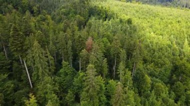 Dağlar ormanı Ukrayna Karpatları 'nın uçuşu kozalaklı ağaçlar manzara manzarası.