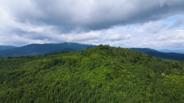Dağlar ormanı Ukrayna Karpatları 'nın uçuşu kozalaklı ağaçlar manzara manzarası.