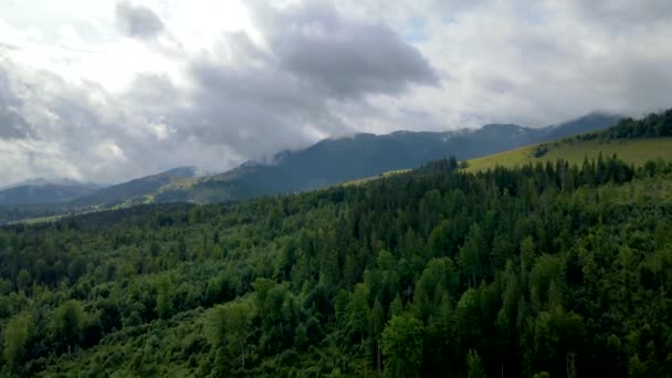 Montanhas Floresta Voo Drone Ucrânia Cárpatos Coníferas Árvores Paisagem Panorama — Vídeo de Stock