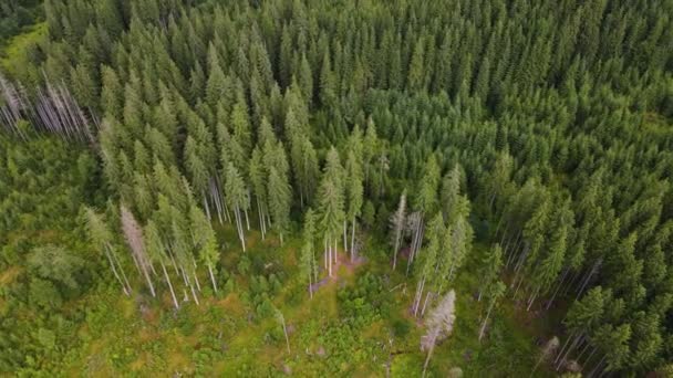 高山森林无人飞行的乌克兰喀尔巴阡山针叶树风景全景 — 图库视频影像