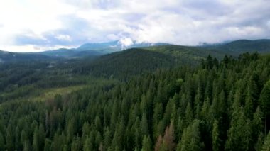 Kozalaklı orman üst görünümü İHA panorama