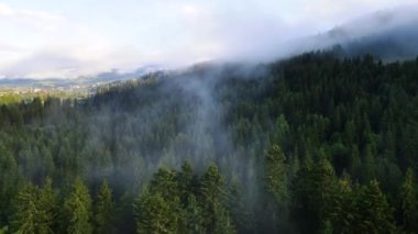 Dağlarda yağışlı hava. Çam ağacı ormanında sisli bir sis esiyor. Sisli bir günde dağ tepelerindeki ladin ormanlarının hava görüntüleri. Güzel sonbahar ormanında sabah sisi.