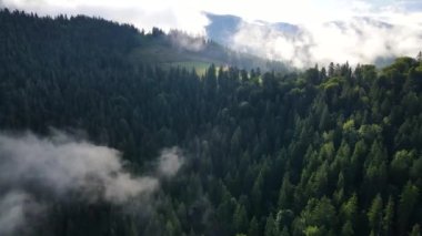 Dağlarda yağışlı hava. Çam ağacı ormanında sisli bir sis esiyor. Sisli bir günde dağ tepelerindeki ladin ormanlarının hava görüntüleri. Güzel sonbahar ormanında sabah sisi.