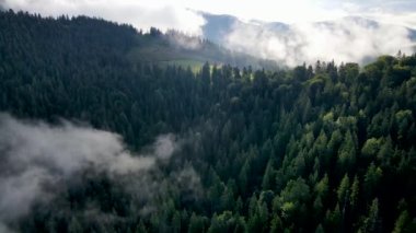 Dağlarda yağışlı hava. Çam ağacı ormanında sisli bir sis esiyor. Sisli bir günde dağ tepelerindeki ladin ormanlarının hava görüntüleri. Güzel sonbahar ormanında sabah sisi.