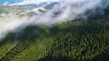 Dağlarda yağışlı hava. Çam ağacı ormanında sisli bir sis esiyor. Sisli bir günde dağ tepelerindeki ladin ormanlarının hava görüntüleri. Güzel sonbahar ormanında sabah sisi.