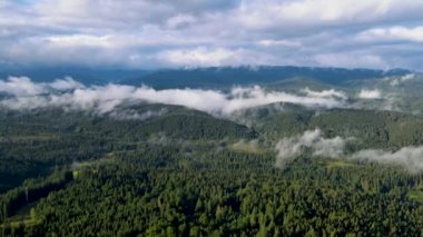 Dağlarda yağışlı hava. Çam ağacı ormanında sisli bir sis esiyor. Sisli bir günde dağ tepelerindeki ladin ormanlarının hava görüntüleri. Güzel sonbahar ormanında sabah sisi.