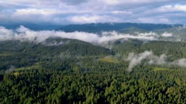 Dağlarda yağışlı hava. Çam ağacı ormanında sisli bir sis esiyor. Sisli bir günde dağ tepelerindeki ladin ormanlarının hava görüntüleri. Güzel sonbahar ormanında sabah sisi.
