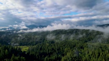 Dağlarda yağışlı hava. Çam ağacı ormanında sisli bir sis esiyor. Sisli bir günde dağ tepelerindeki ladin ormanlarının hava görüntüleri. Güzel sonbahar ormanında sabah sisi.
