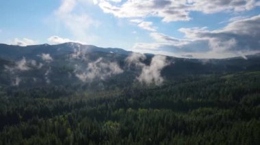 Dağlarda yağışlı hava. Çam ağacı ormanında sisli bir sis esiyor. Sisli bir günde dağ tepelerindeki ladin ormanlarının hava görüntüleri. Güzel sonbahar ormanında sabah sisi.
