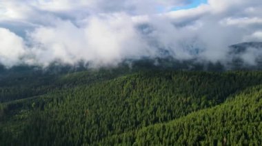 Dağlarda yağışlı hava. Çam ağacı ormanında sisli bir sis esiyor. Sisli bir günde dağ tepelerindeki ladin ormanlarının hava görüntüleri. Güzel sonbahar ormanında sabah sisi.