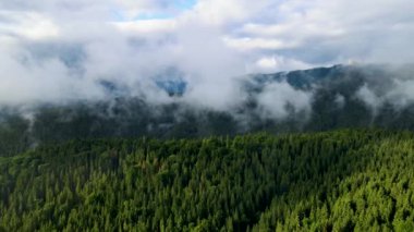 Dağlarda yağışlı hava. Çam ağacı ormanında sisli bir sis esiyor. Sisli bir günde dağ tepelerindeki ladin ormanlarının hava görüntüleri. Güzel sonbahar ormanında sabah sisi.