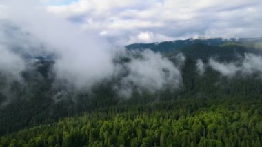 Dağlarda yağışlı hava. Çam ağacı ormanında sisli bir sis esiyor. Sisli bir günde dağ tepelerindeki ladin ormanlarının hava görüntüleri. Güzel sonbahar ormanında sabah sisi.