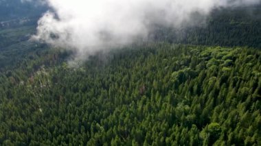 Dağlarda yağışlı hava. Çam ağacı ormanında sisli bir sis esiyor. Sisli bir günde dağ tepelerindeki ladin ormanlarının hava görüntüleri. Güzel sonbahar ormanında sabah sisi.