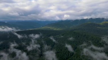 Dağlarda yağışlı hava. Çam ağacı ormanında sisli bir sis esiyor. Sisli bir günde dağ tepelerindeki ladin ormanlarının hava görüntüleri. Güzel sonbahar ormanında sabah sisi.