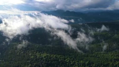 Dağlarda yağışlı hava. Çam ağacı ormanında sisli bir sis esiyor. Sisli bir günde dağ tepelerindeki ladin ormanlarının hava görüntüleri. Güzel sonbahar ormanında sabah sisi.