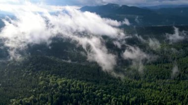 Dağlarda yağışlı hava. Çam ağacı ormanında sisli bir sis esiyor. Sisli bir günde dağ tepelerindeki ladin ormanlarının hava görüntüleri. Güzel sonbahar ormanında sabah sisi.