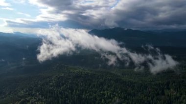 Dağlarda yağışlı hava. Çam ağacı ormanında sisli bir sis esiyor. Sisli bir günde dağ tepelerindeki ladin ormanlarının hava görüntüleri. Güzel sonbahar ormanında sabah sisi.