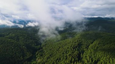 Dağlarda yağışlı hava. Çam ağacı ormanında sisli bir sis esiyor. Sisli bir günde dağ tepelerindeki ladin ormanlarının hava görüntüleri. Güzel sonbahar ormanında sabah sisi.