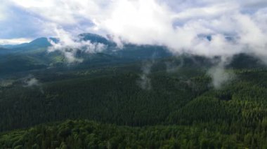 Dağlarda yağışlı hava. Çam ağacı ormanında sisli bir sis esiyor. Sisli bir günde dağ tepelerindeki ladin ormanlarının hava görüntüleri. Güzel sonbahar ormanında sabah sisi.