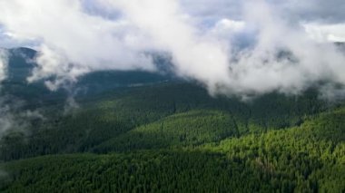 Dağlarda yağışlı hava. Çam ağacı ormanında sisli bir sis esiyor. Sisli bir günde dağ tepelerindeki ladin ormanlarının hava görüntüleri. Güzel sonbahar ormanında sabah sisi.