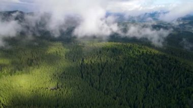 Dağlarda yağışlı hava. Çam ağacı ormanında sisli bir sis esiyor. Sisli bir günde dağ tepelerindeki ladin ormanlarının hava görüntüleri. Güzel sonbahar ormanında sabah sisi.