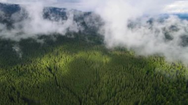 Dağlarda yağışlı hava. Çam ağacı ormanında sisli bir sis esiyor. Sisli bir günde dağ tepelerindeki ladin ormanlarının hava görüntüleri. Güzel sonbahar ormanında sabah sisi.