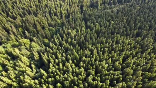 Kozalaklı Orman Üst Görünümü Panorama — Stok video