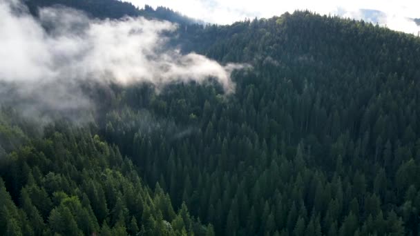 山上多雨的天气 云雾吹过松树林 多雾的日子里 山上云杉林的空中摄像 美丽的秋天森林里的晨雾 — 图库视频影像