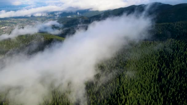 Tempo Piovoso Montagna Nebbia Nebbia Che Soffia Sulla Pineta Filmato — Video Stock