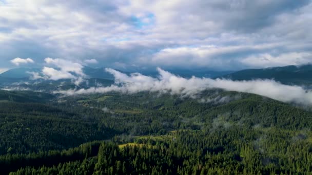 Tempo Chuvoso Nas Montanhas Névoa Enevoada Soprando Sobre Floresta Pinheiros — Vídeo de Stock