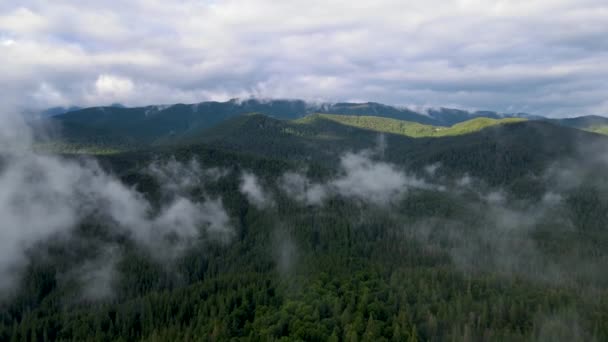 Regnigt Väder Bergen Dimma Som Blåser Över Tallskogen Flygbilder Granskogsträd — Stockvideo