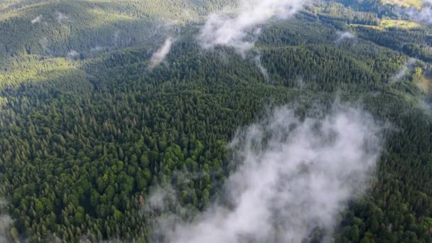 Дощова Погода Горах Туман Дме Над Сосновим Лісом Повітряні Кадри — стокове відео