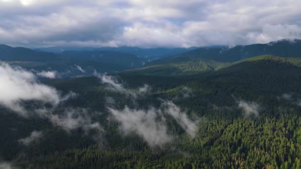 Tempo Chuvoso Nas Montanhas Névoa Enevoada Soprando Sobre Floresta Pinheiros — Vídeo de Stock