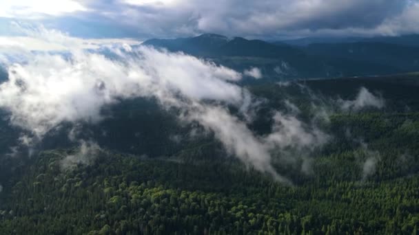 山上多雨的天气 云雾吹过松树林 多雾的日子里 山上云杉林的空中摄像 美丽的秋天森林里的晨雾 — 图库视频影像