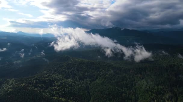 山の中で雨の天気 霧の霧が松の木の森の上を吹いている 霧の日に山の丘の上にトウヒの森の木の空中映像 美しい秋の森の朝の霧 — ストック動画