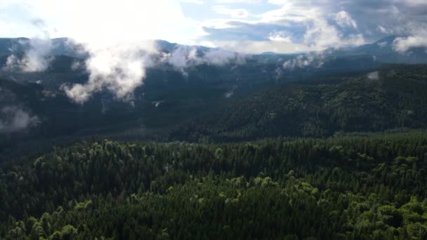 Tempo Chuvoso Nas Montanhas Névoa Enevoada Soprando Sobre Floresta Pinheiros — Vídeo de Stock