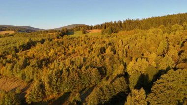 Colorado, ABD 'de sonbaharın başlarında sarı kavak ve yeşil çam ormanlarının havadan görünüşü. Resimli bir sonbahar dağ manzarası.