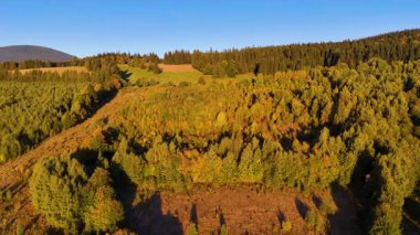 Colorado, ABD 'de sonbaharın başlarında sarı kavak ve yeşil çam ormanlarının havadan görünüşü. Resimli bir sonbahar dağ manzarası.
